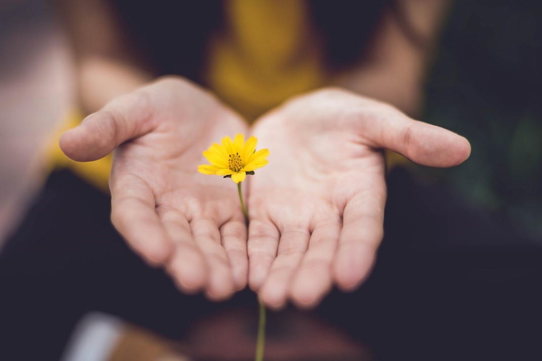 Hands giving yellow flower